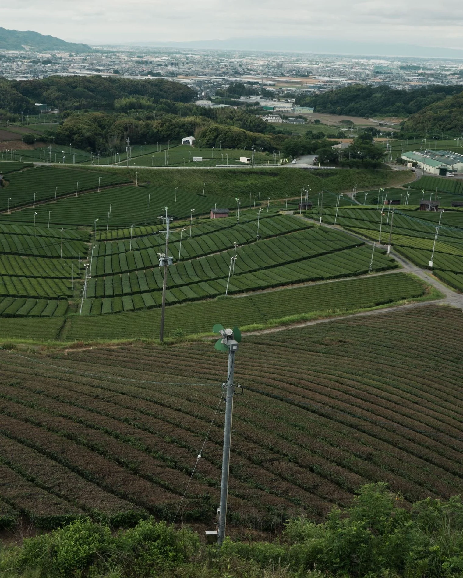 Rows of Japanese tea fields with frost fans at Yame Central Tea Plantation, Fukuoka