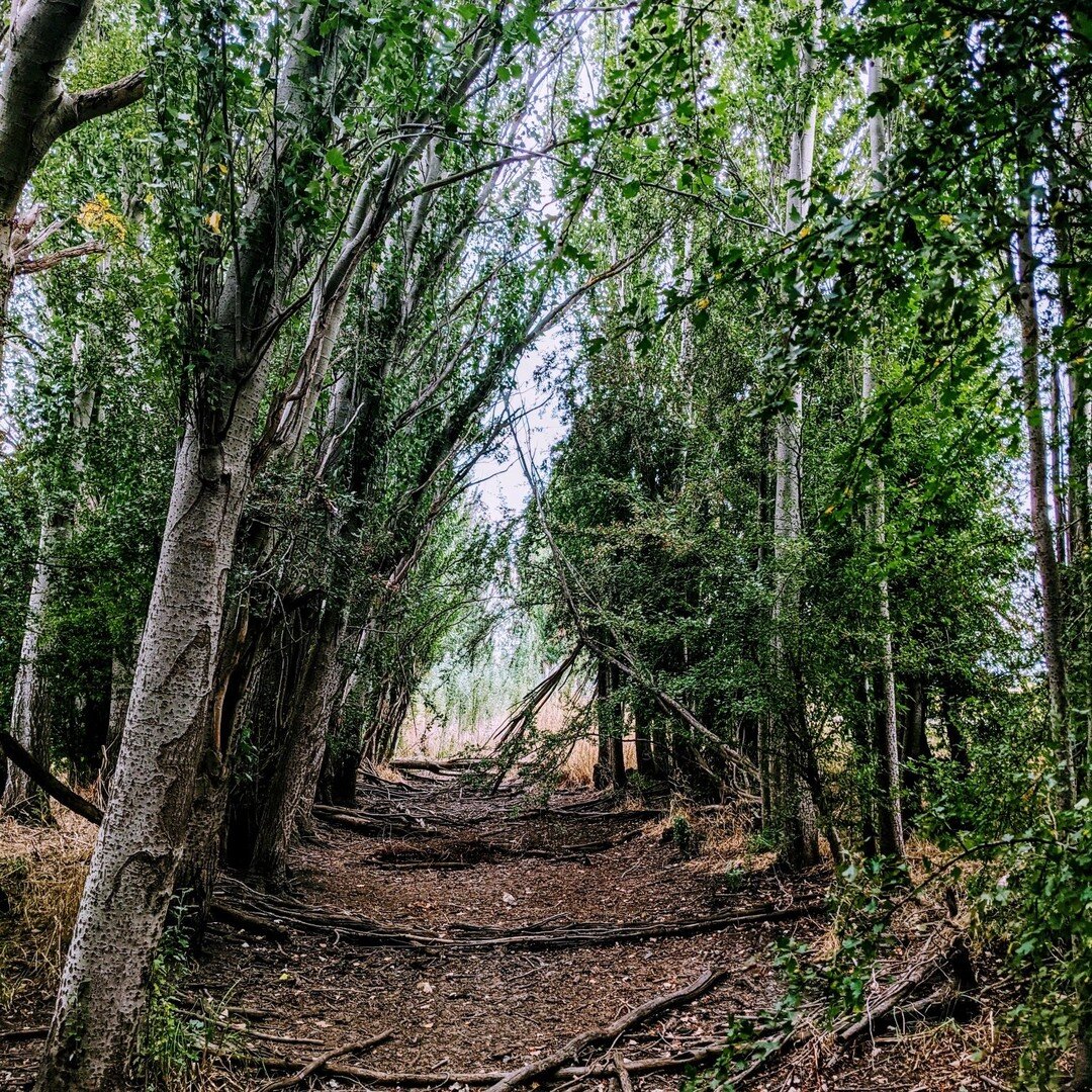 Had the most amazing time exploring all the incredible photo spots at @thefarmersdaughterevents in Coldstream yesterday. 

Big news in store for Fern and Fallow soon... 🥰

Can't wait to make some magical moments here! 😍

#poplartreeseverywhere #bri