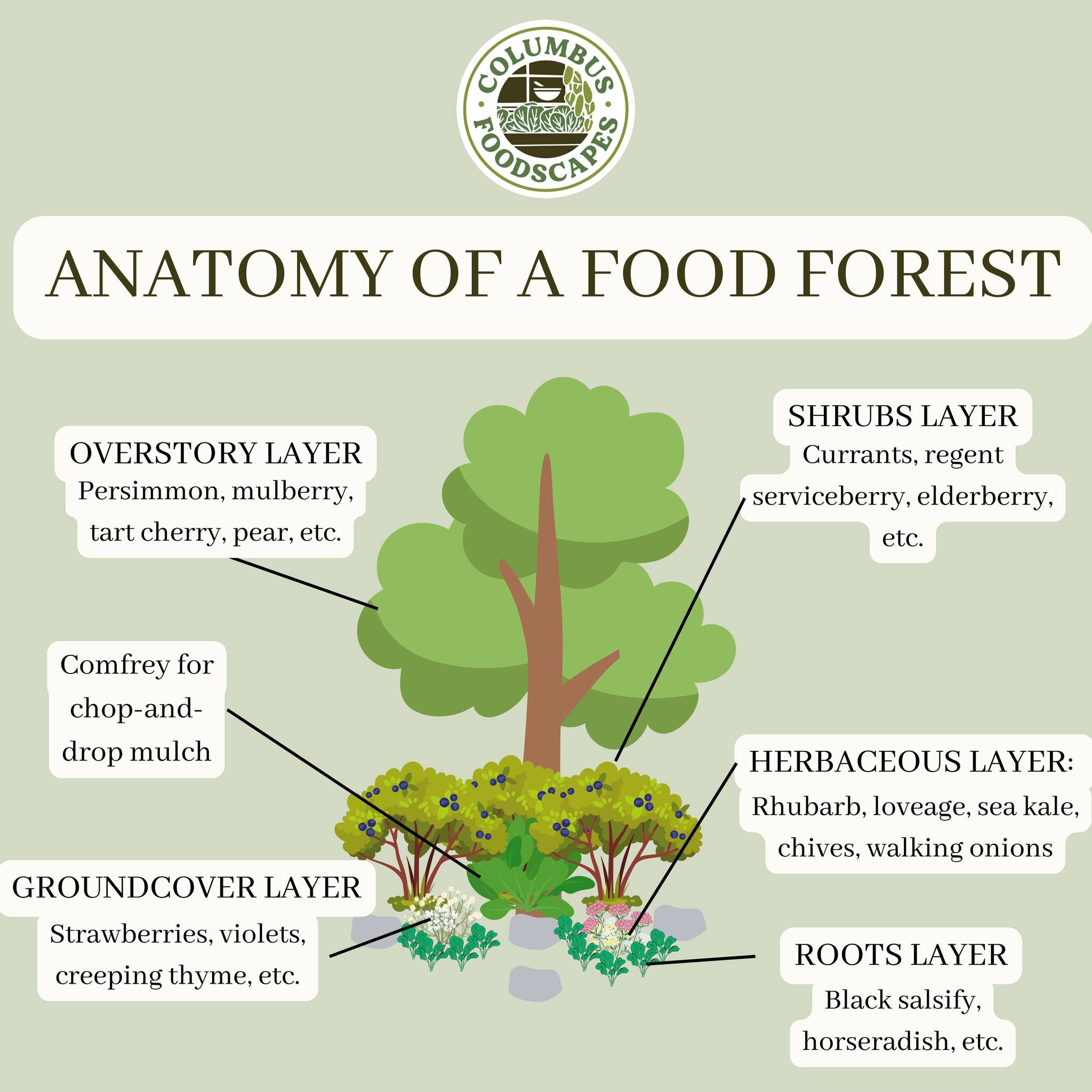 What is a food forest, anyway? Maybe it&rsquo;s easier to start with what a food forest isn&rsquo;t: A food forest is NOT just growing food, in an existing forest.

A Food Forest is a garden space designed with the layers of a forest in mind. When yo