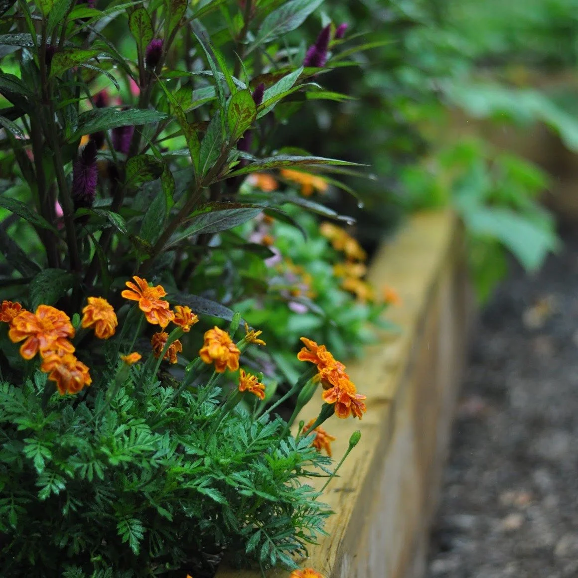 Our August Gardens, in all their August glory 🌻

#Gardeninspiration #VegetableGardening #GrowFood #OrganicGardening #Asseenincolumbus #ColumbusOH #Gardencoaching #Gardendesign