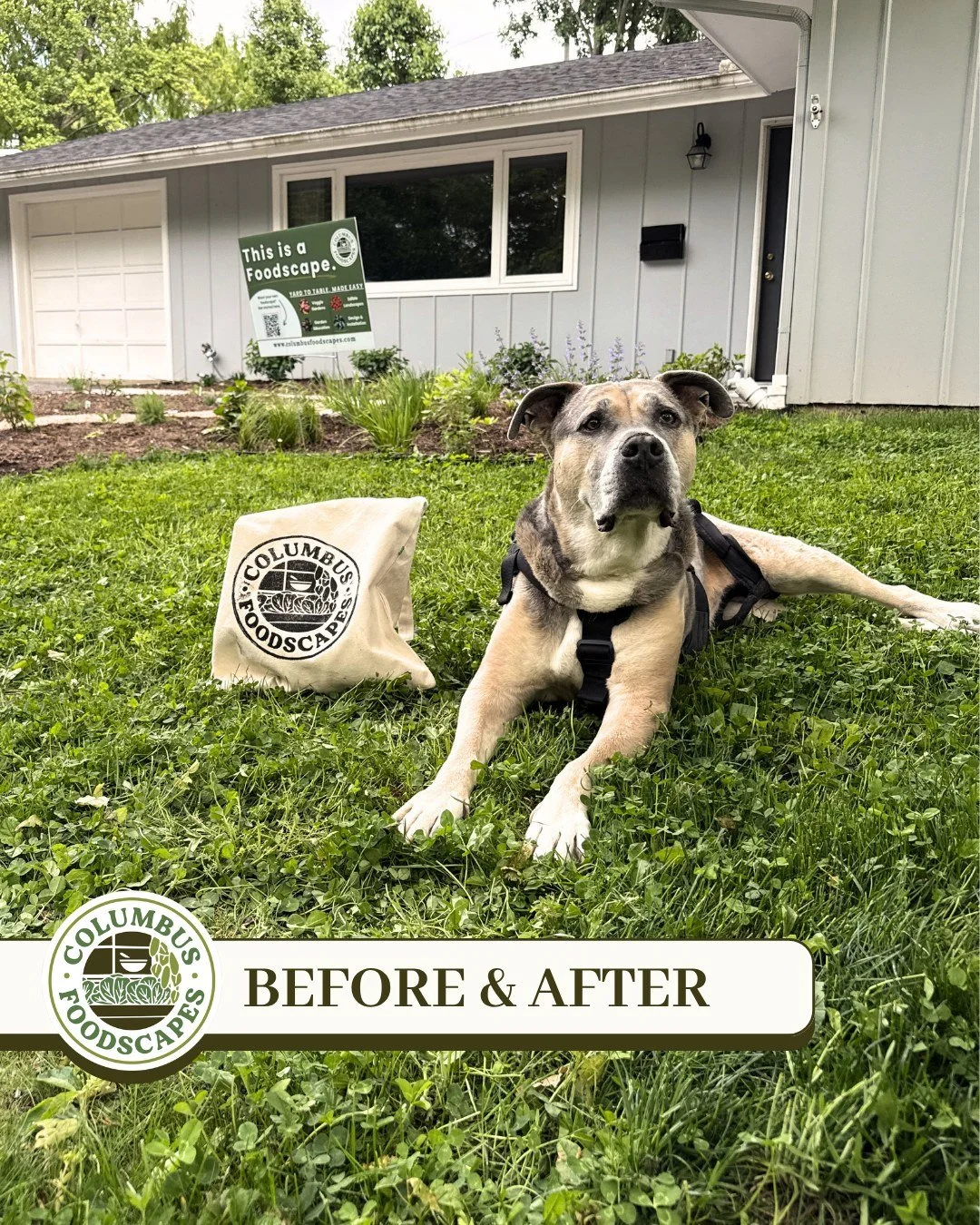 Are you looking to increase the curb appeal of your front lawn while integrating pollinator plants, herbs and fruit? 
🐝
That's exactly the dream we took on for this special Worthington home. Our design included native flowering perennials from @scio
