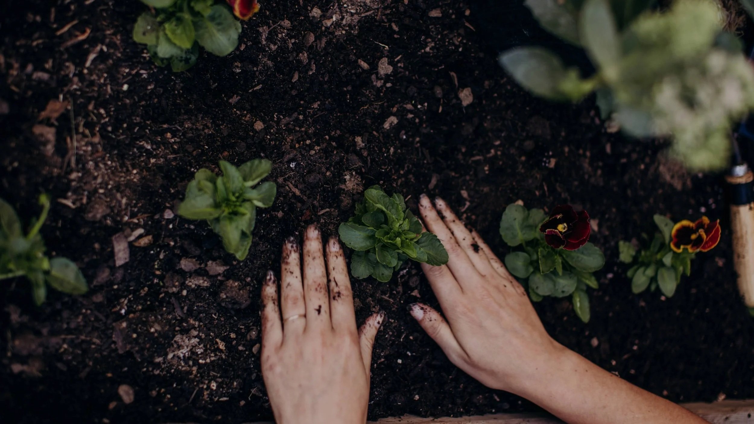 How to Garden with Organic Fertilizer (with great results!)