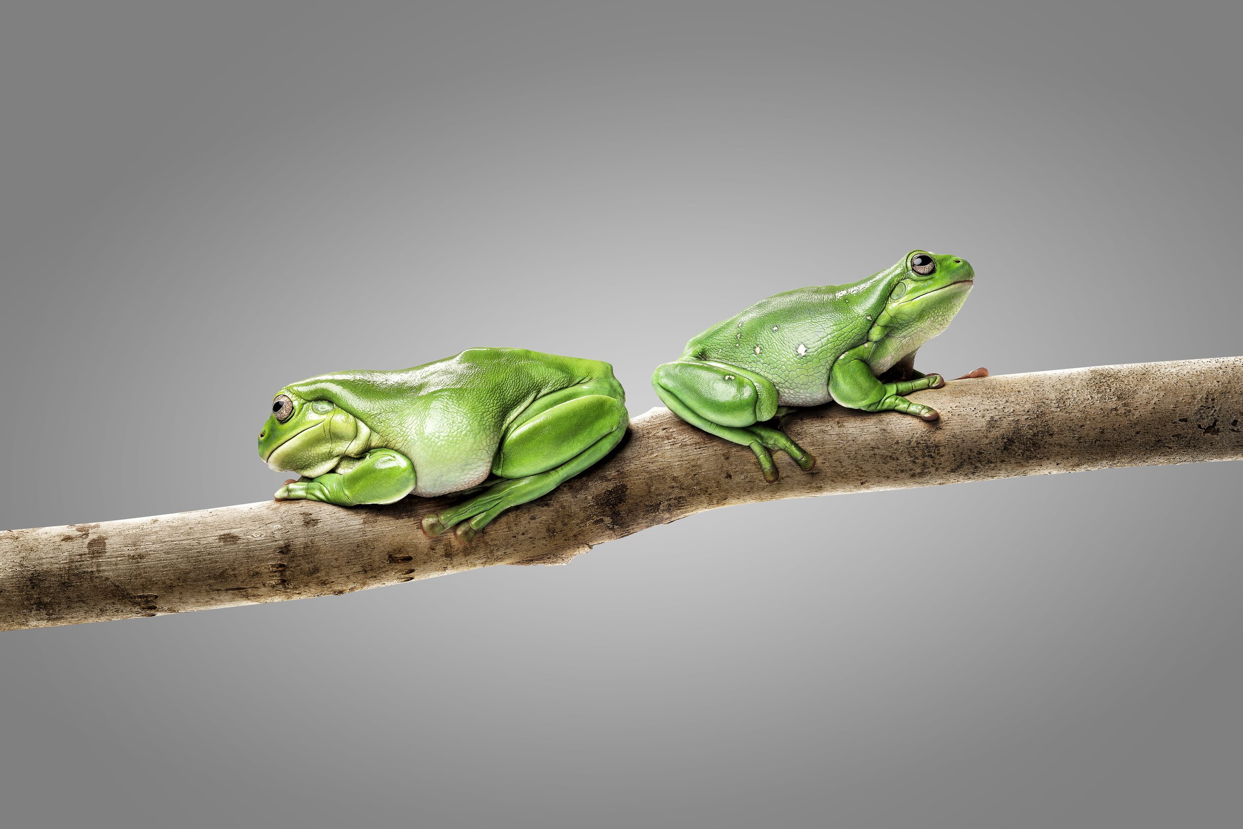 TheNatives-Freddy & Louie-Green Tree Frogs.jpg