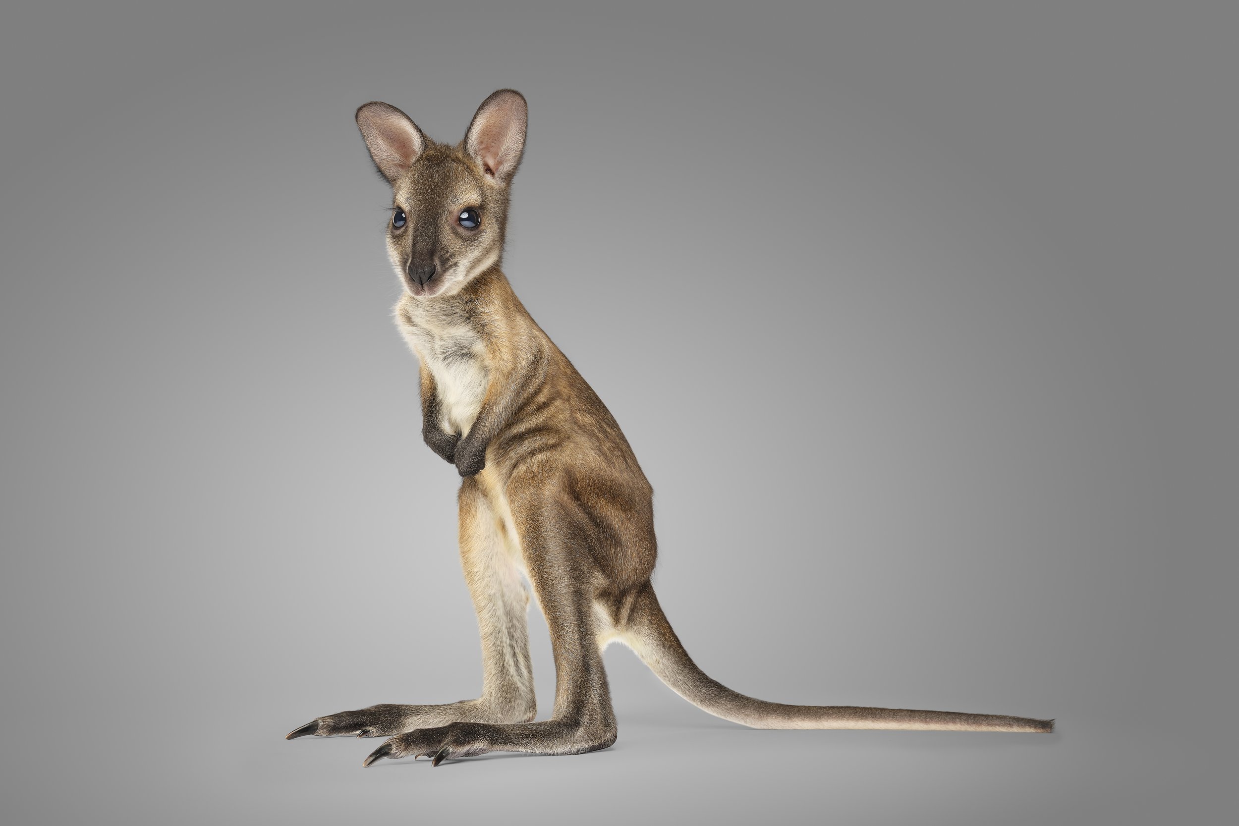 TheNatives-Lola-Red Neck Wallaby.jpg
