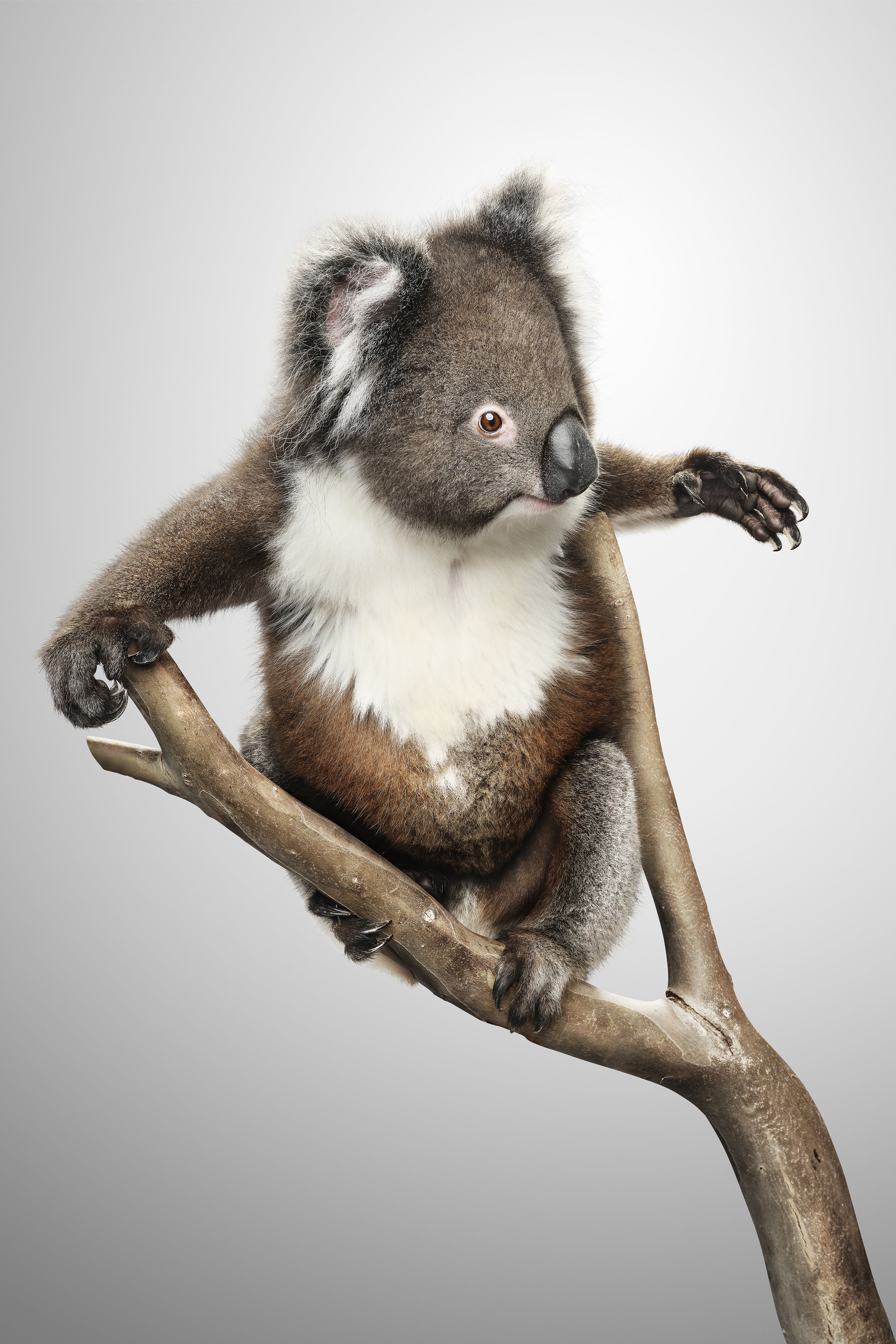 TheNatives-Winnie-Koala.jpg