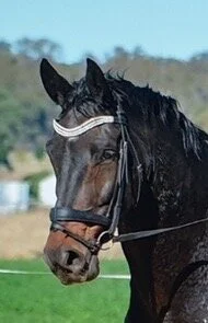 A photo of Johno from the side.JPG