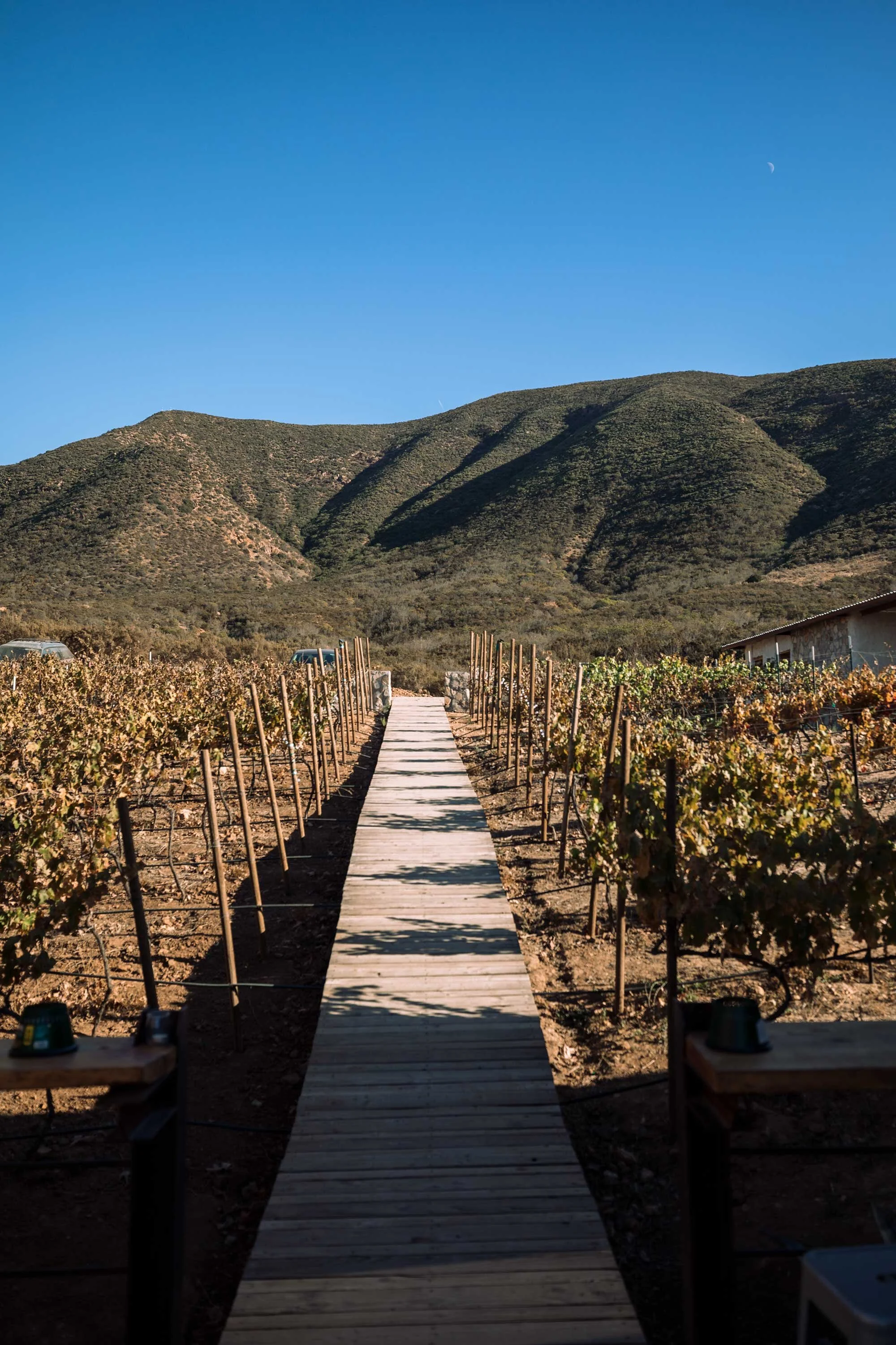 vineyard-path.jpg