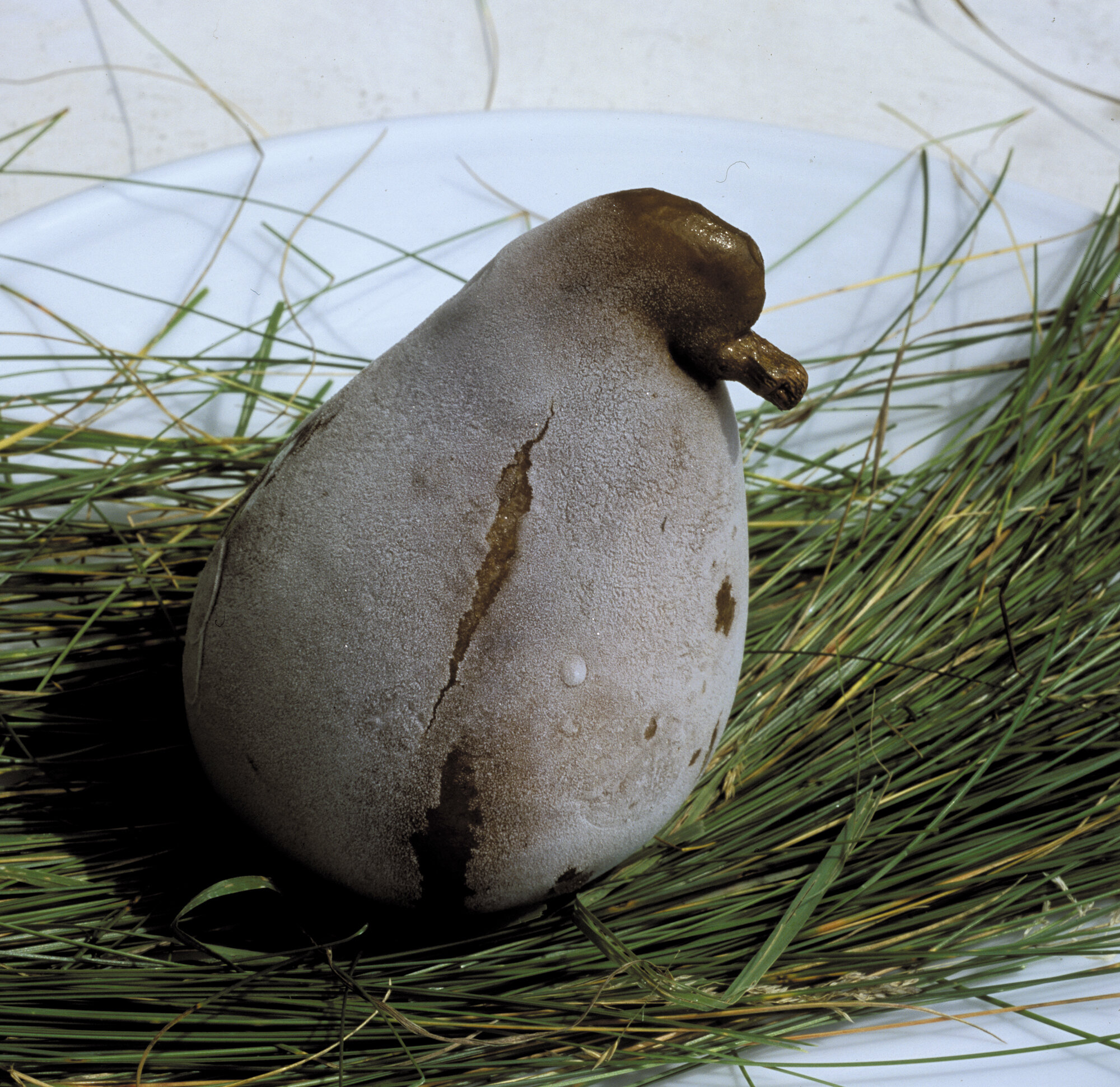 Poire-pondeuse, 2002.