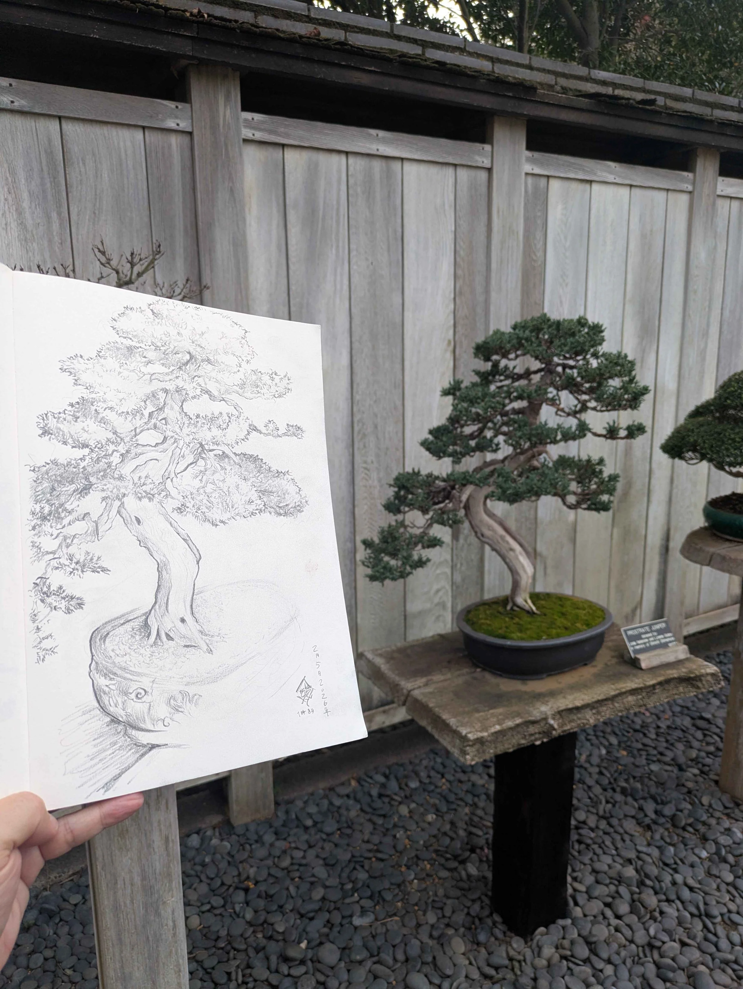 PXL_20260205_231830290_BonsaiStudy.jpg
