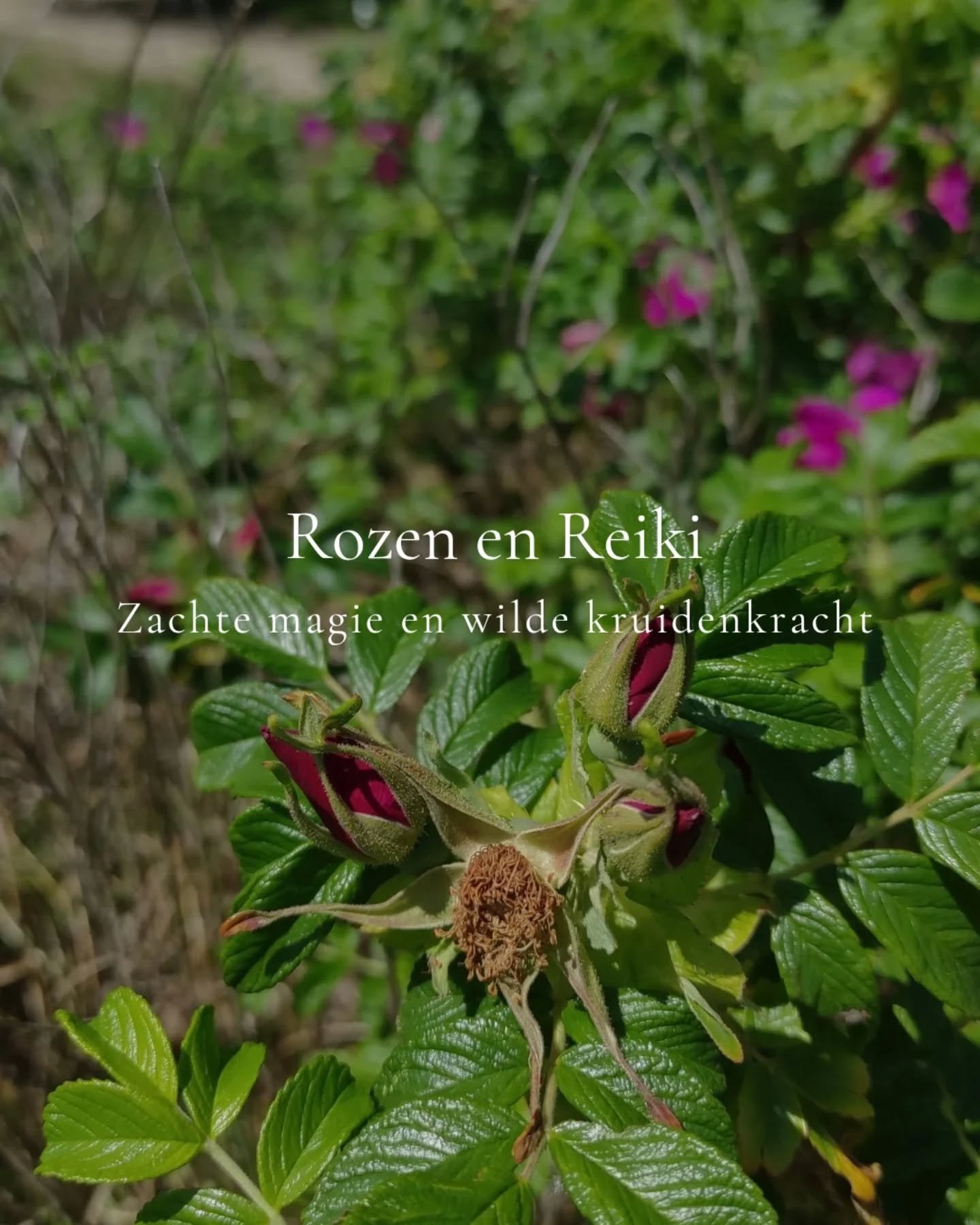 Rozen en Reiki | 15 juni in Lier | eenmalig. 

Kristel @mirabellasbotanicals en ikzelf nodigen je graag uit voor onze gemeenschappelijke kruidennamiddag in juni, op het weelderige veld van bioboer Stijn in Lier. 

Vanuit een gedeelde liefde voor de n