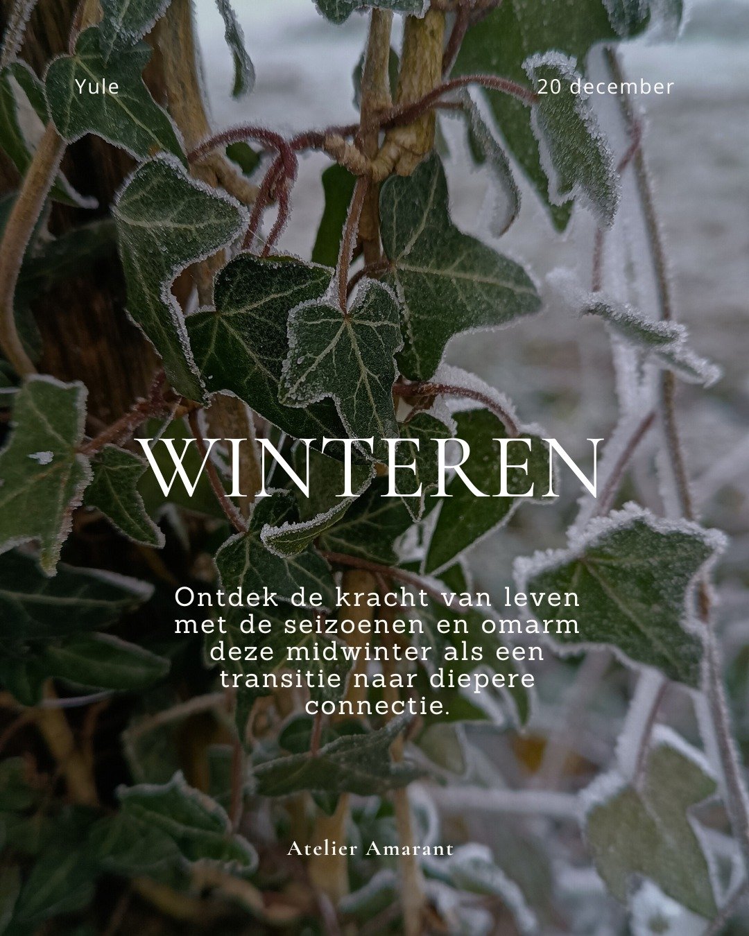 Stap mee in een winter als wijze overgang naar diepe connectie. 

✨Of liever: ontspan, geniet en wortel mee. 

De dagen rond midwinter worden vaak gevuld met drukte en voorbereidingen. Maar dat hoeft niet zo te zijn. De natuur komt tot rust. De plant