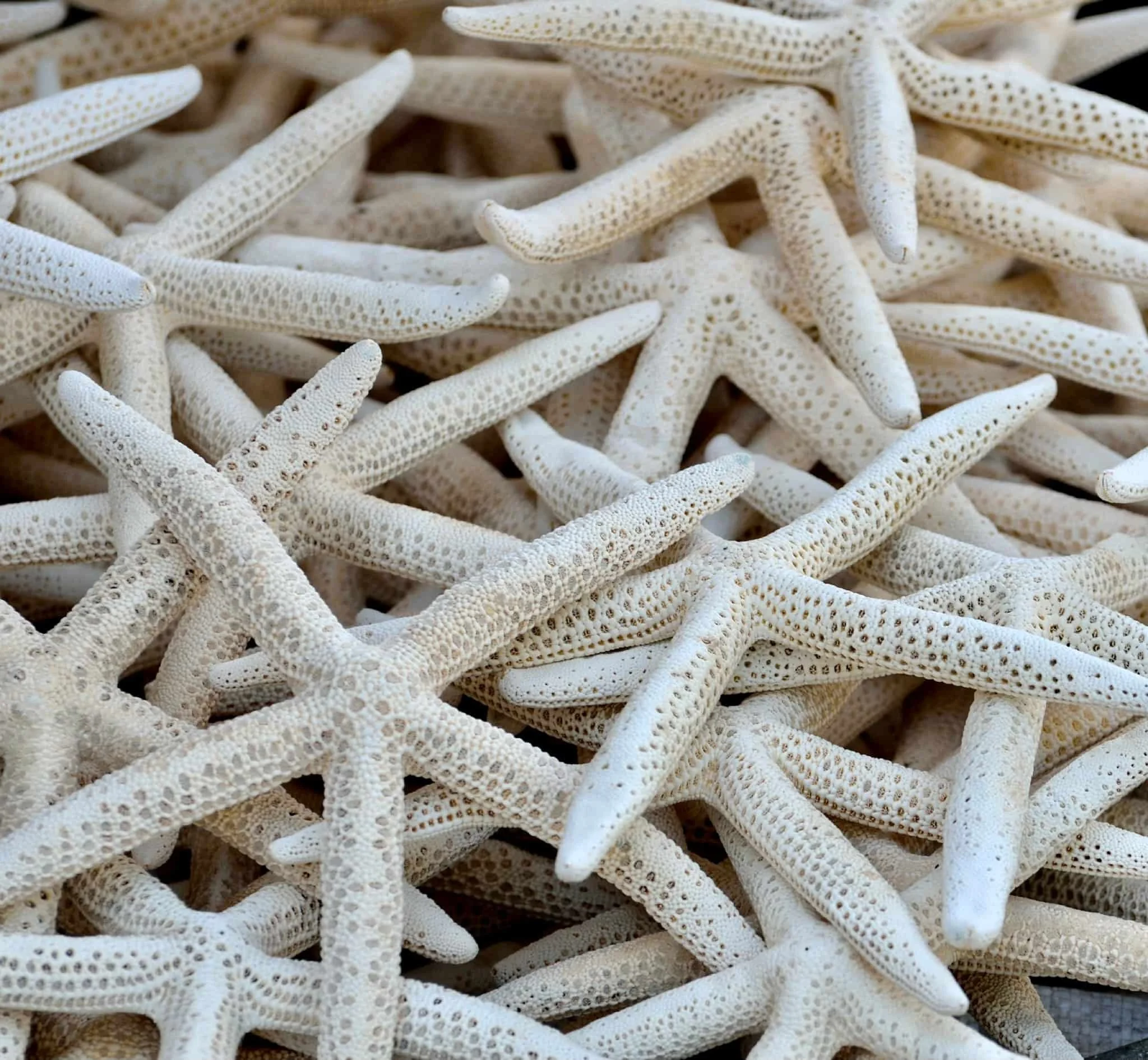 A close-up of of dried starfish stacked together, highlighting the textured surfaces of each starfish.