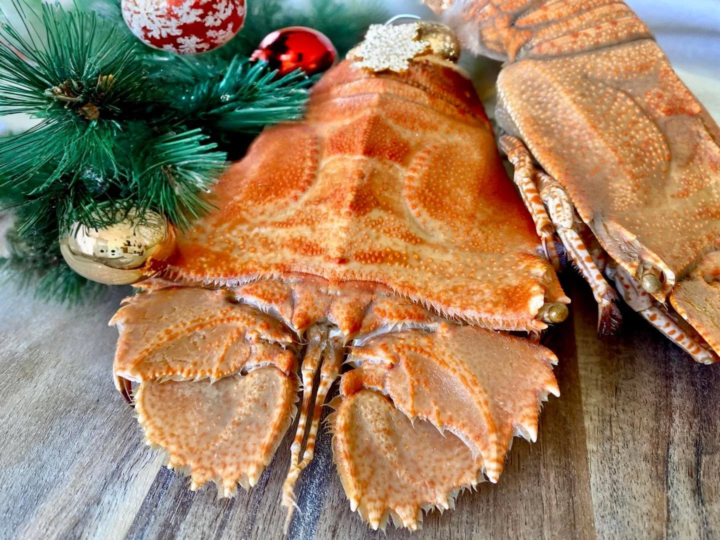 A little festive sparkle from our Moreton Bay bugs&hellip; we&rsquo;re back in the swing of things, and it&rsquo;s nearly the season for a little fun and a lot of good food!🦞🥂

Christmas pre-orders are now open for our Med Sea Grazer &mdash; a Sici