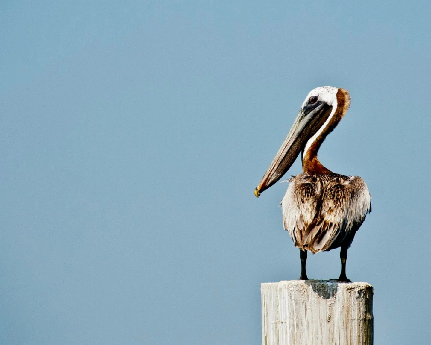 🐚 This week on Uber Eats 🐚

A little lineup of good things is ready to go &mdash; our seafood chowder, salmon brioche, octopus salad and garlic prawn toastie.

Lunch sorted or dinner delivered.

🛵 Delivery only via Uber Eats
📍 Rockhampton + nearb