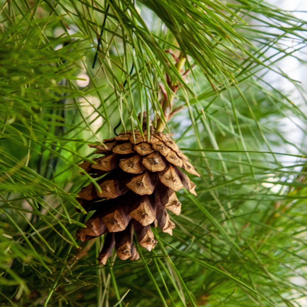 Natural Pine Cone Ornaments- 3 pack — Vivaldi Flora