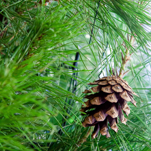 Natural Pine Cone Ornaments- 3 pack — Vivaldi Flora