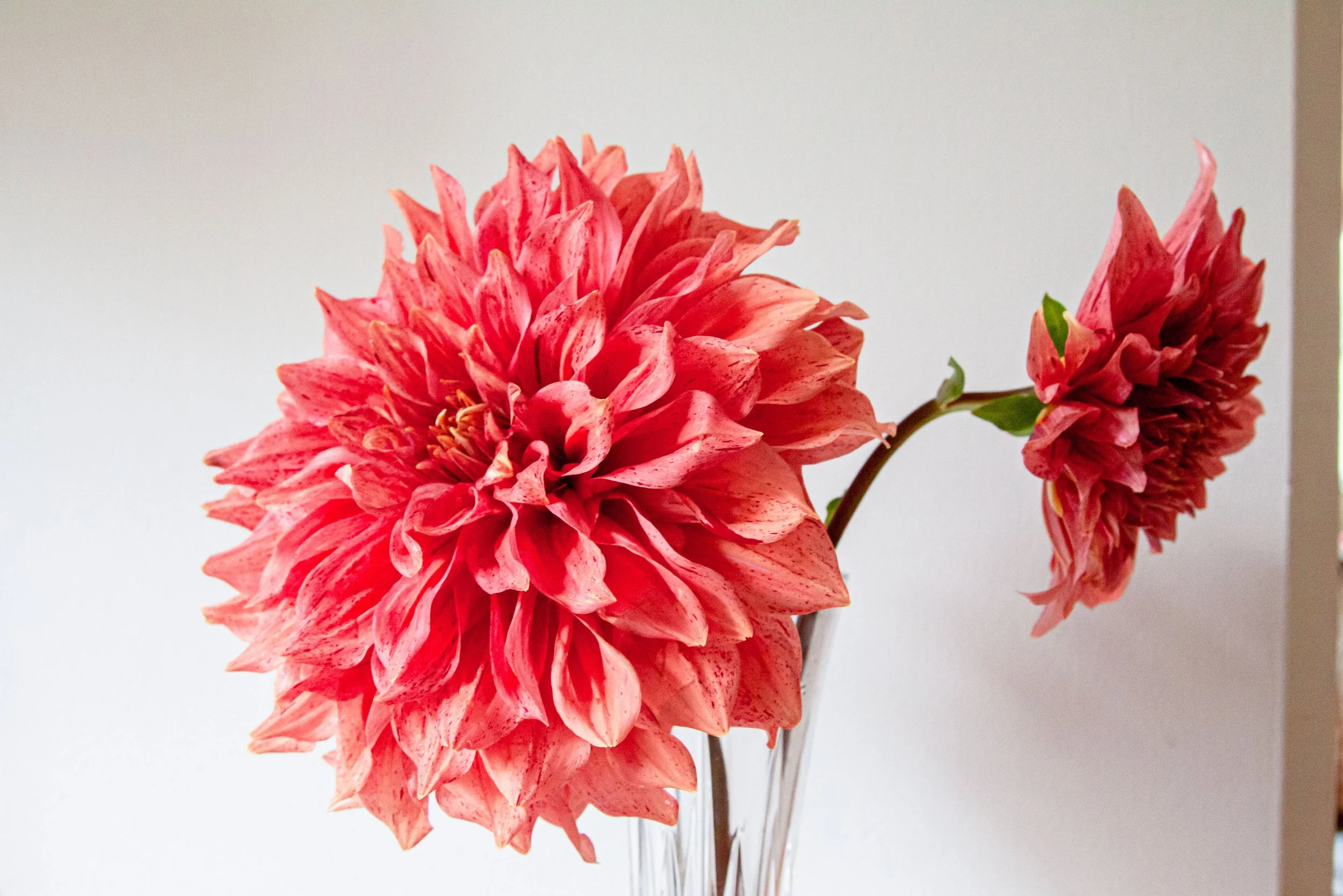 Fresh Dahlias Locally Grown Flowers Blue Mountains Hawkesbury & Sydney