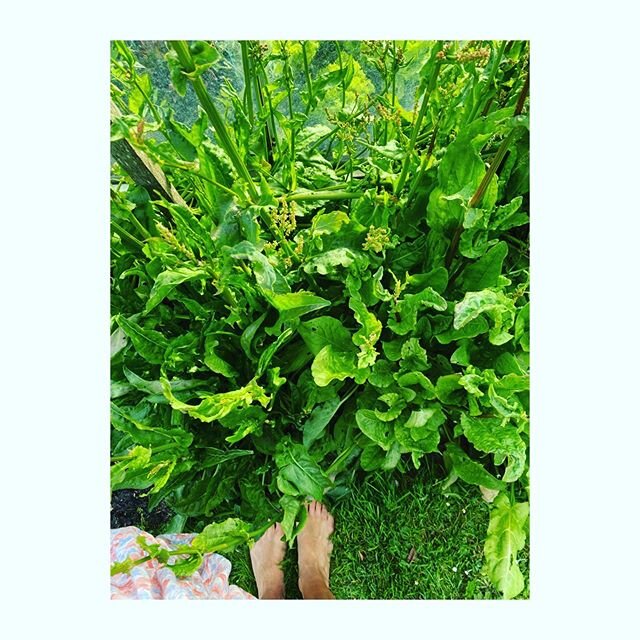 Sorrel is a powerhouse of flavour and nutrients, the punch from just one leaf can make your mouth explode like it&rsquo;s been hit with a citrus torpedo. Its fiery fresh, green and awakening. 
Made pesto with it, drowned steamed/ shredded spring gree