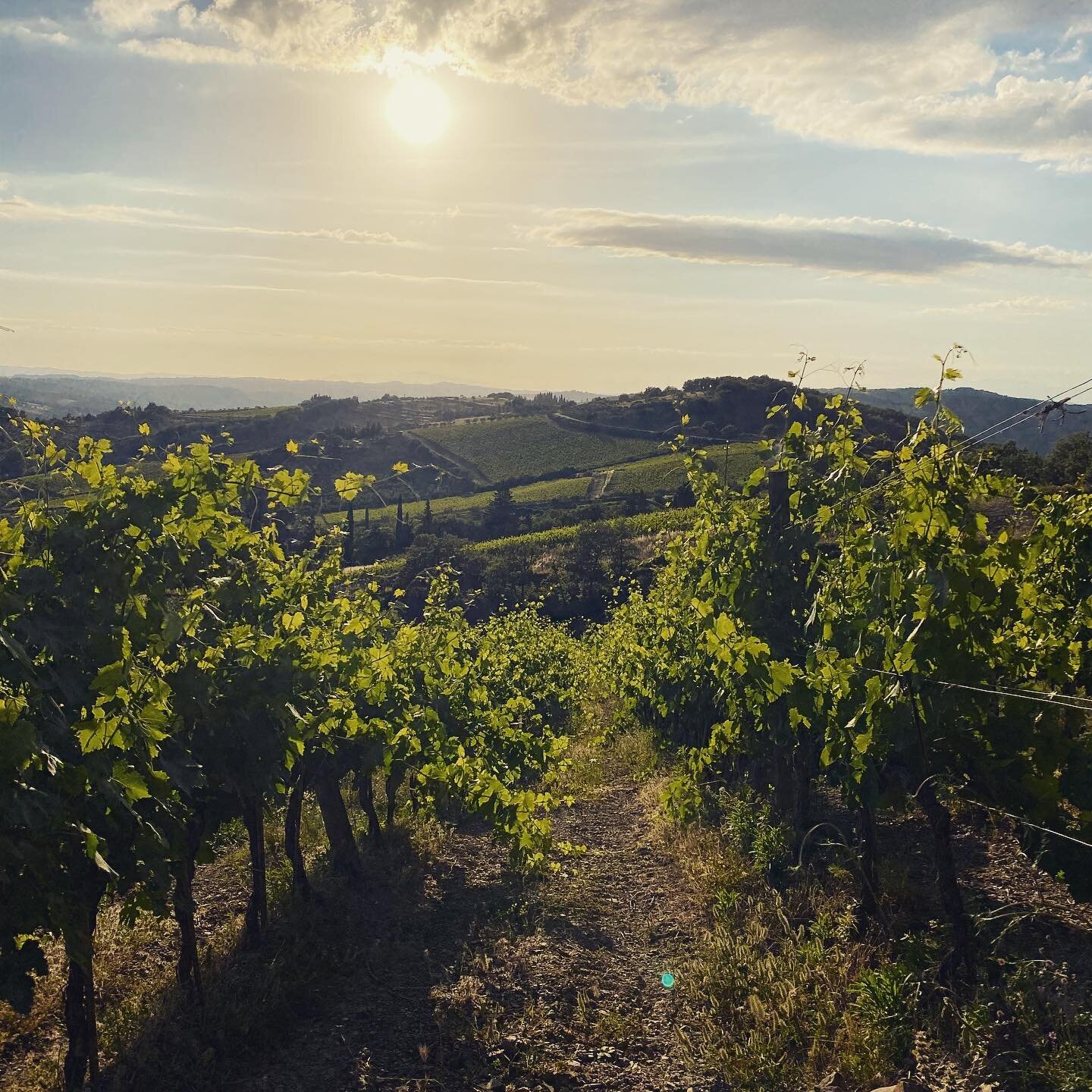 View of the vines 🍇🍇
Grapes are growing 
&bull;
&bull;
&bull;
&bull;
#chianticlassico #danishwinery #tuscanywine #toscanawine #redwine #alma #lafesteggiata #lafesteggiatalife #instawine #winery #ilovewine #winelover #passionpassport #winetravel #it