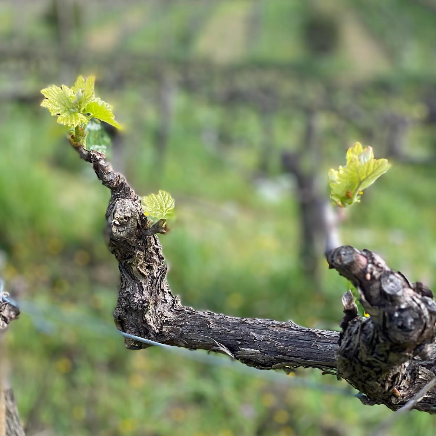 Spring has arrived in Panzano 🍀