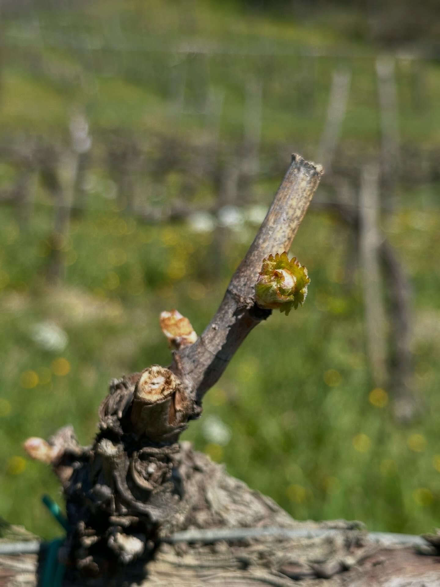 Here in Panzano - it&rsquo;s spring time 👏
You can see the spring - bud break of the vines 🌱
You can hear the spring - from the birds and the bees humming 🐝 
You can smell the spring - the smell of green grass and yellow flowers 🌼
You can feel th