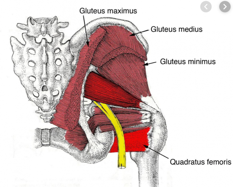 Piriformis or quadratus femoris….”I’ve got a pain deep in my butt!”
