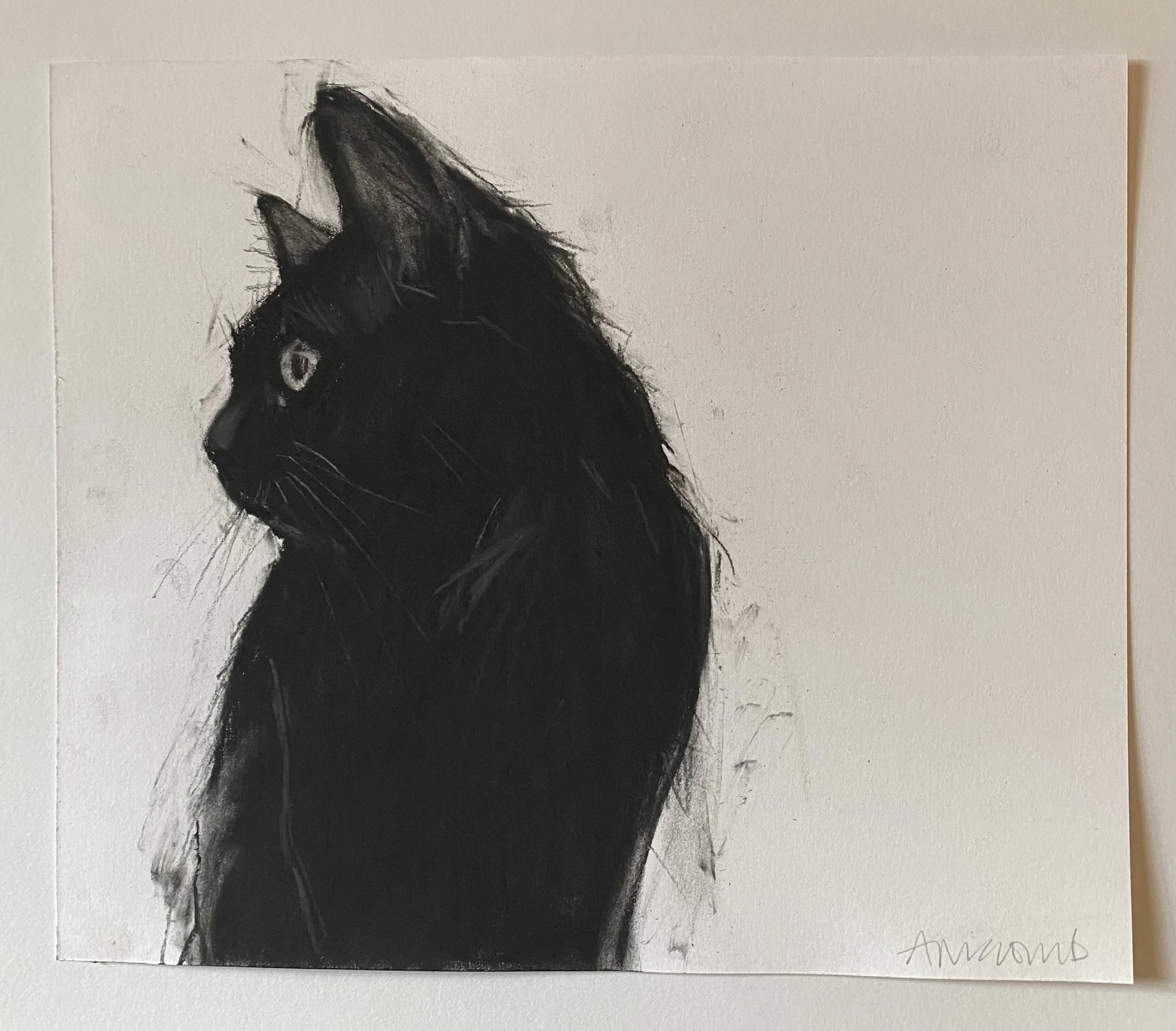 Phoebe. Sold