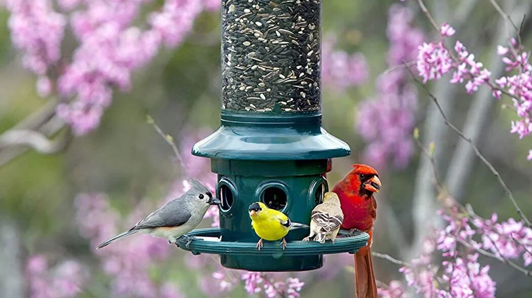 The 11 Best Bird Feeders to Add to Your Yard This Summer