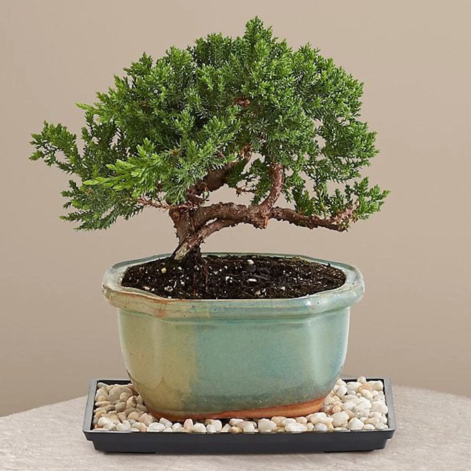 6 Calming Plants That Will Add Some Serenity to Your Home Office