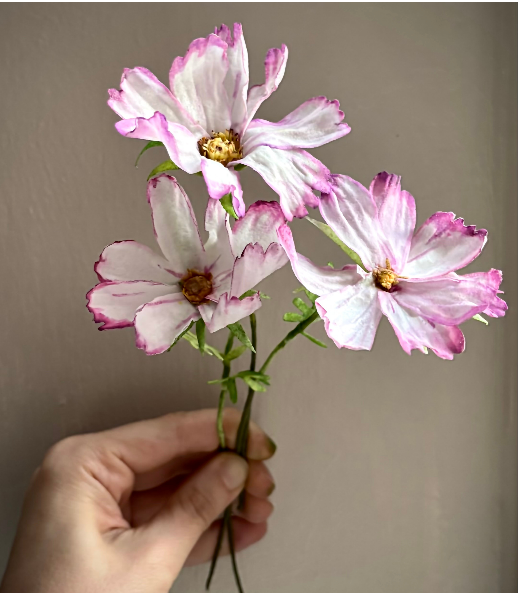 Closeup+of+hand+holding+white+and+magenta+wafer+paper+cosmos.png