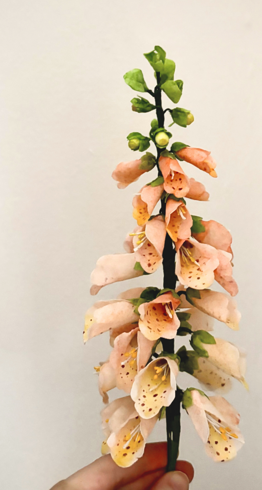 Extreme+closeup+of+a+peach+foxglove+made+from+wafer+paper.png