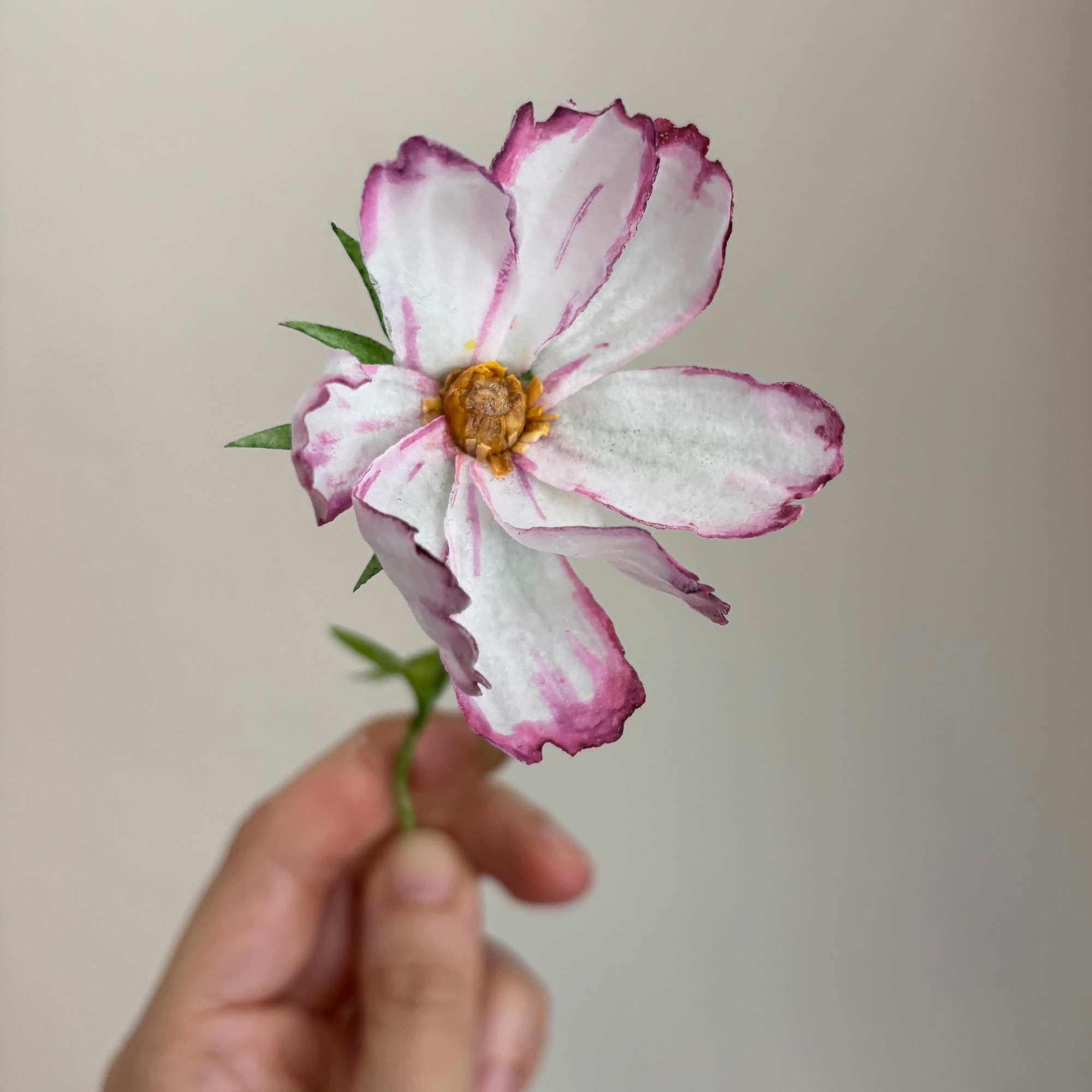 Closeup of white and magenta wafer paper cosmos.png