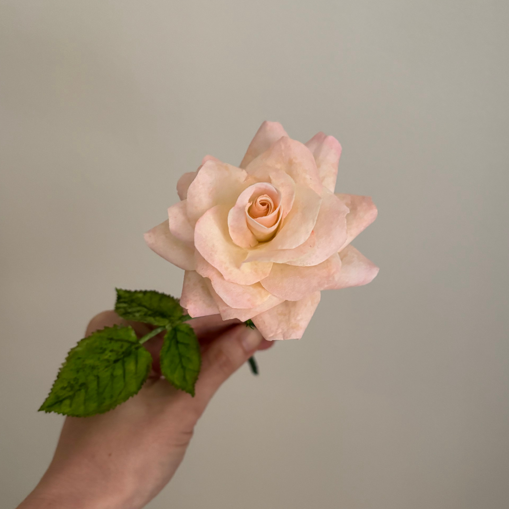 Closeup of hand holding light blush wafer paper rose.png