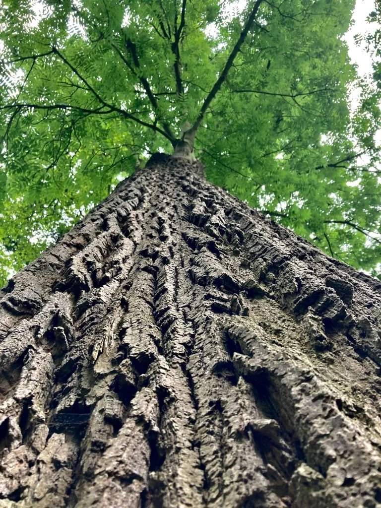 Meditieren für Anfänger