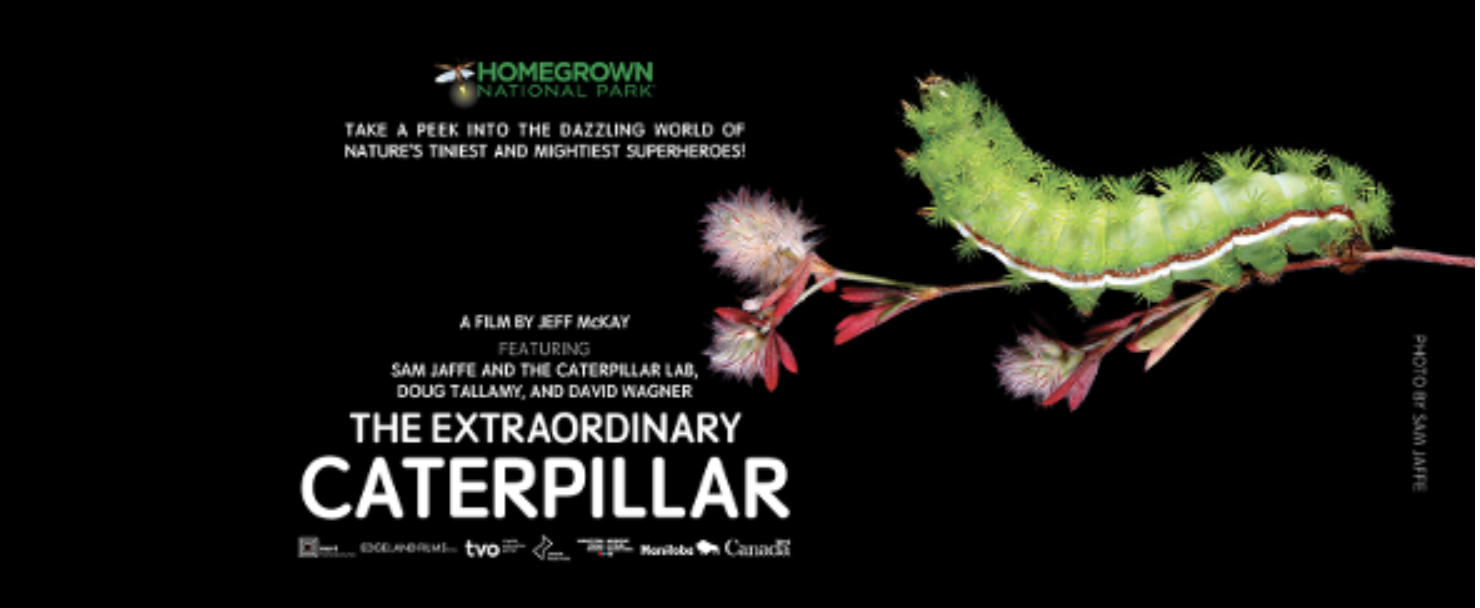 Screening of The Extraordinary Caterpillar