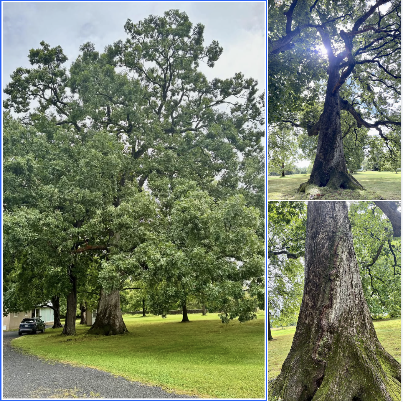 Plumstead White Oak Tree
