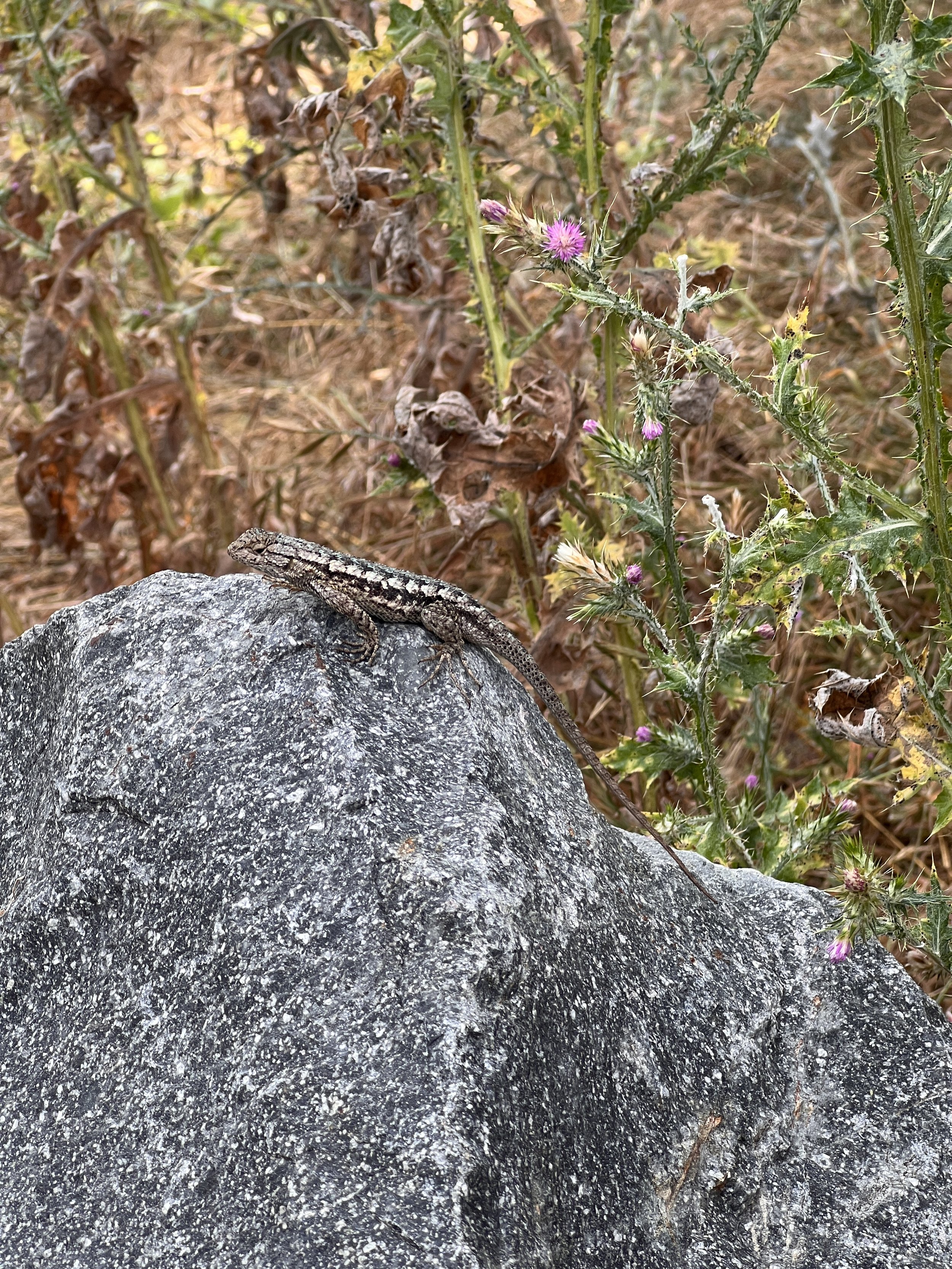 Lizards On The Move
