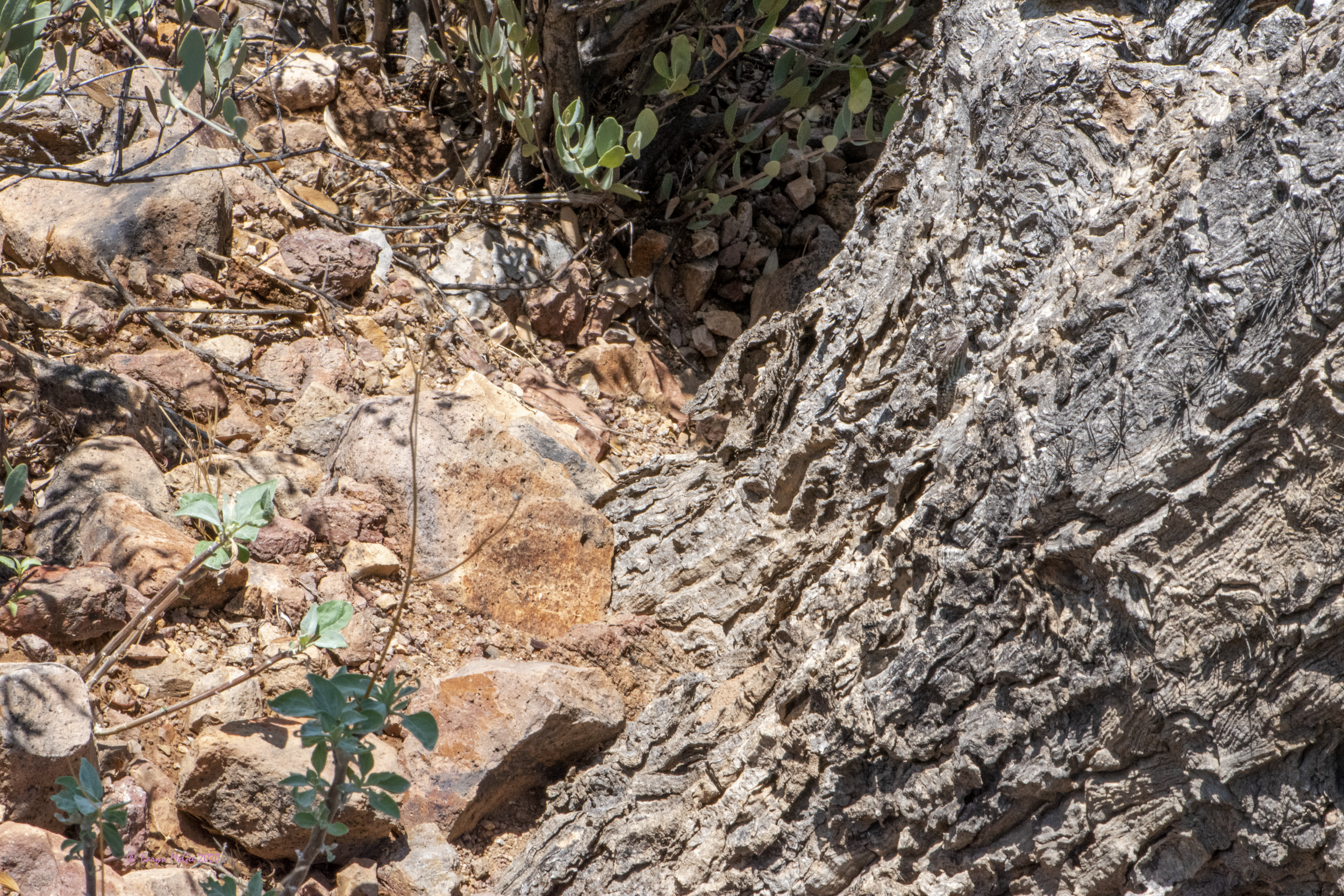 Clark’s Spiny Lizard