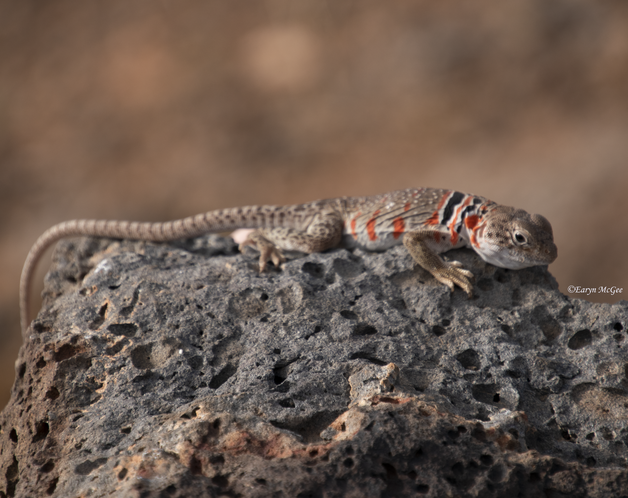 The Collared Lizard