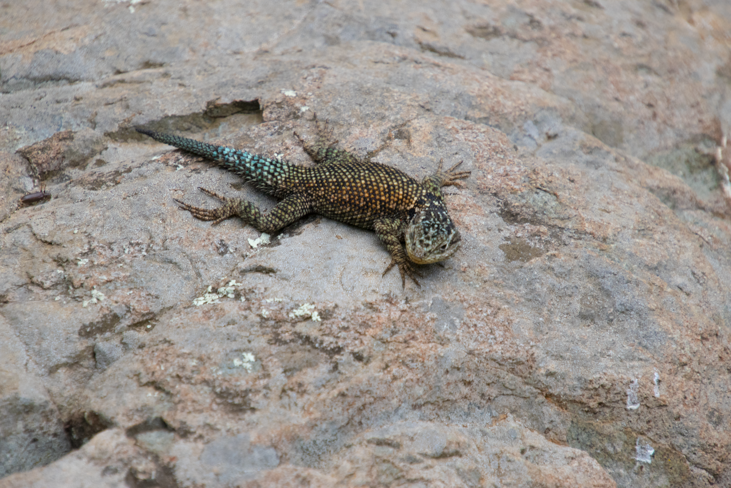 Sceloporus jarrovii, He was number 1!
