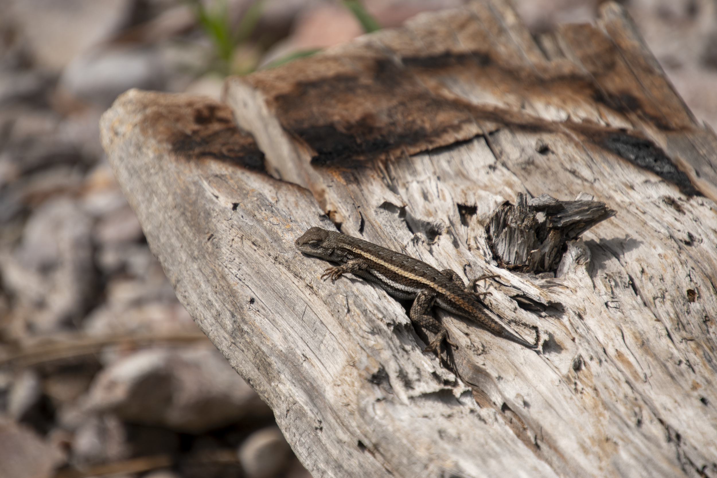 Sceloporus Virgatus, the Striped plateau lizard