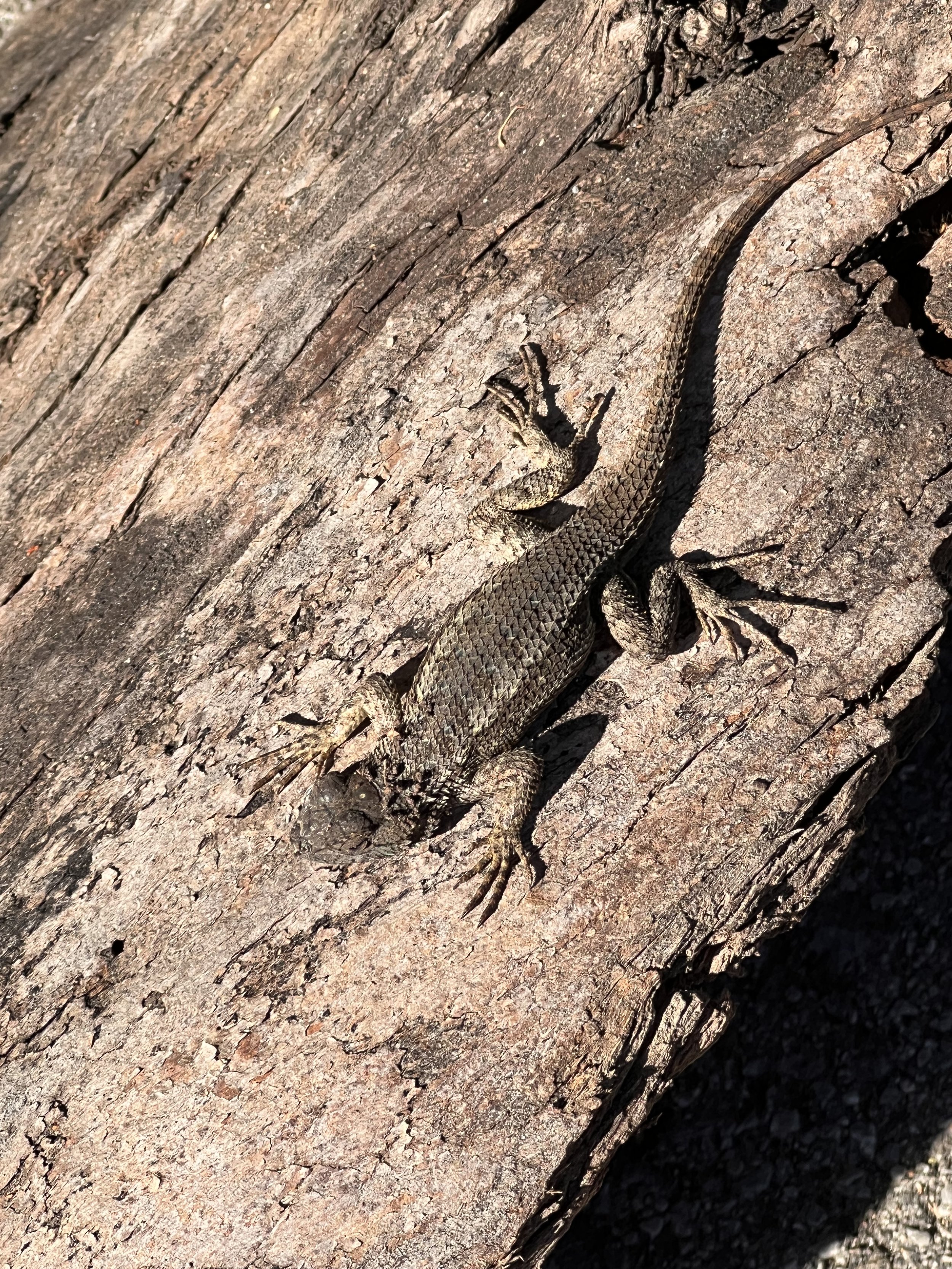 The Ear Hustlin Western Fence Lizard