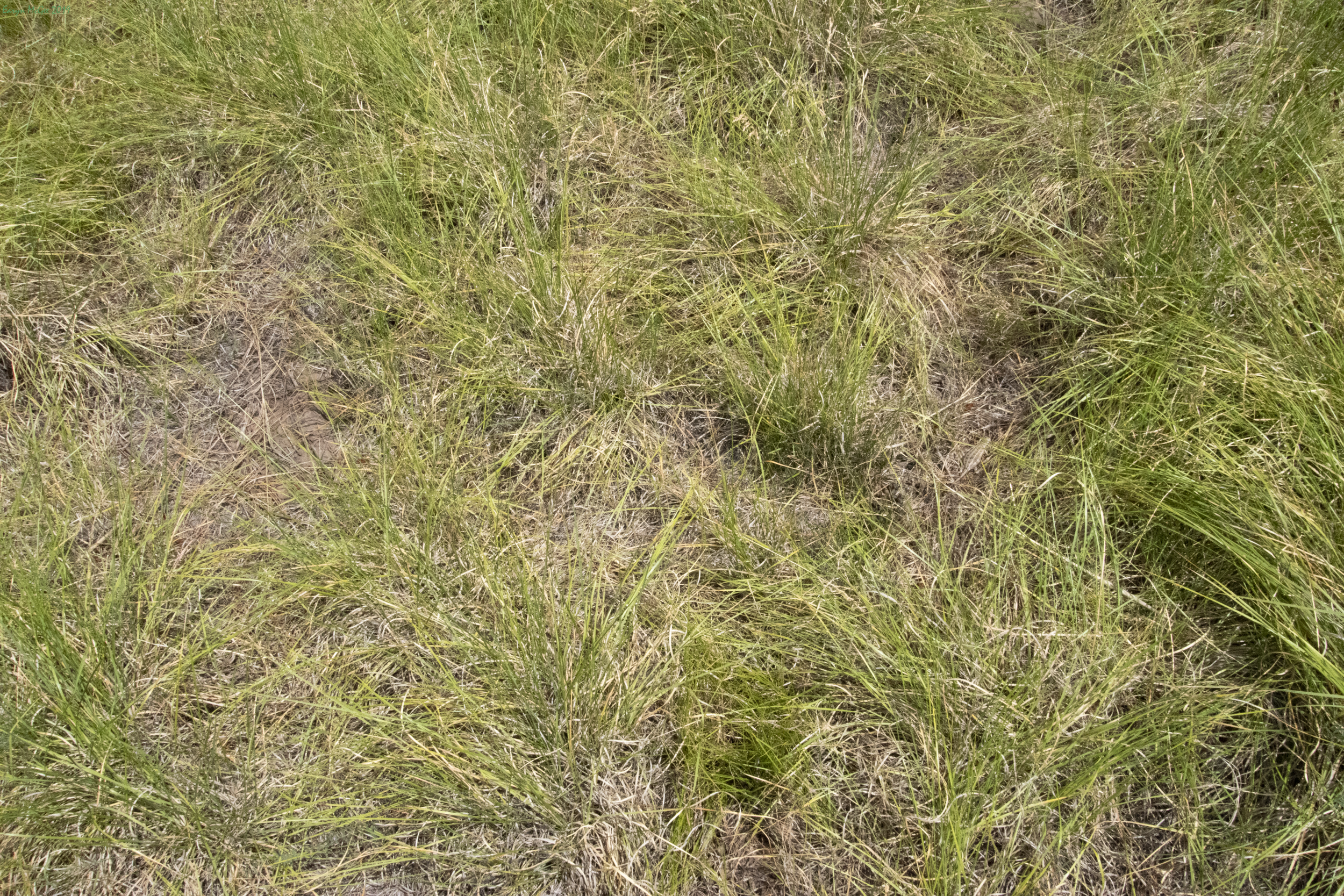 Slevin’s Bunchgrass Lizard