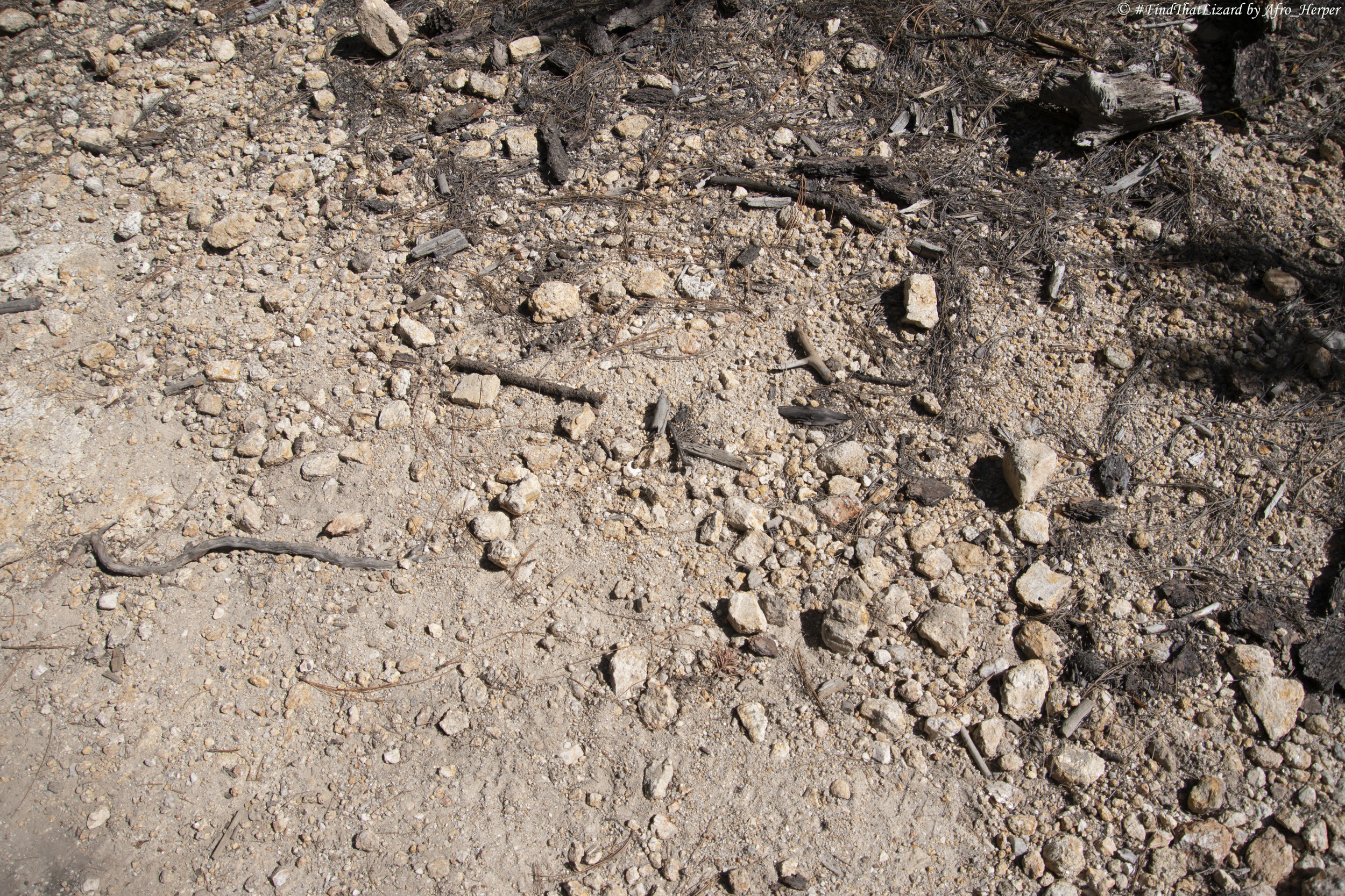 The greater short horned lizard