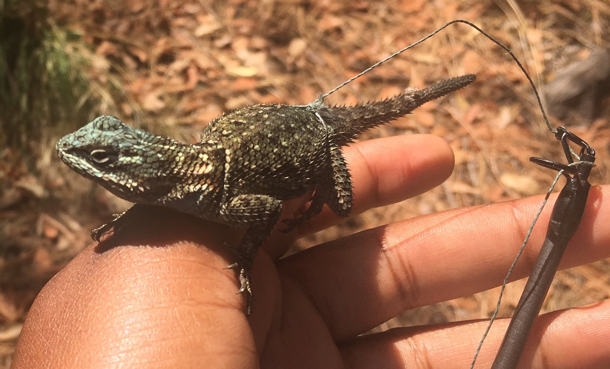 Yarrow’s Spiny Lizards Give Live Birth!