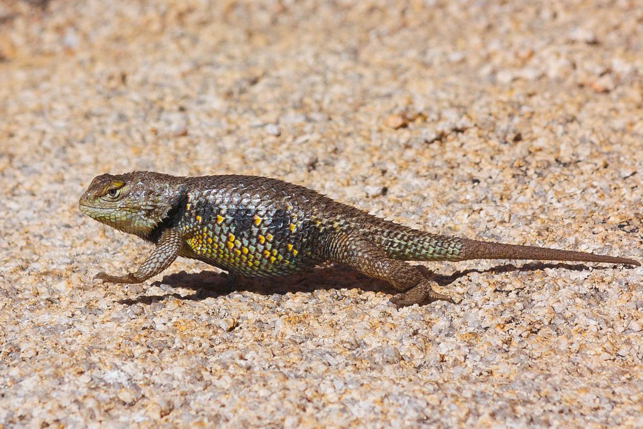 The Yellow-Backed Spiny Lizard