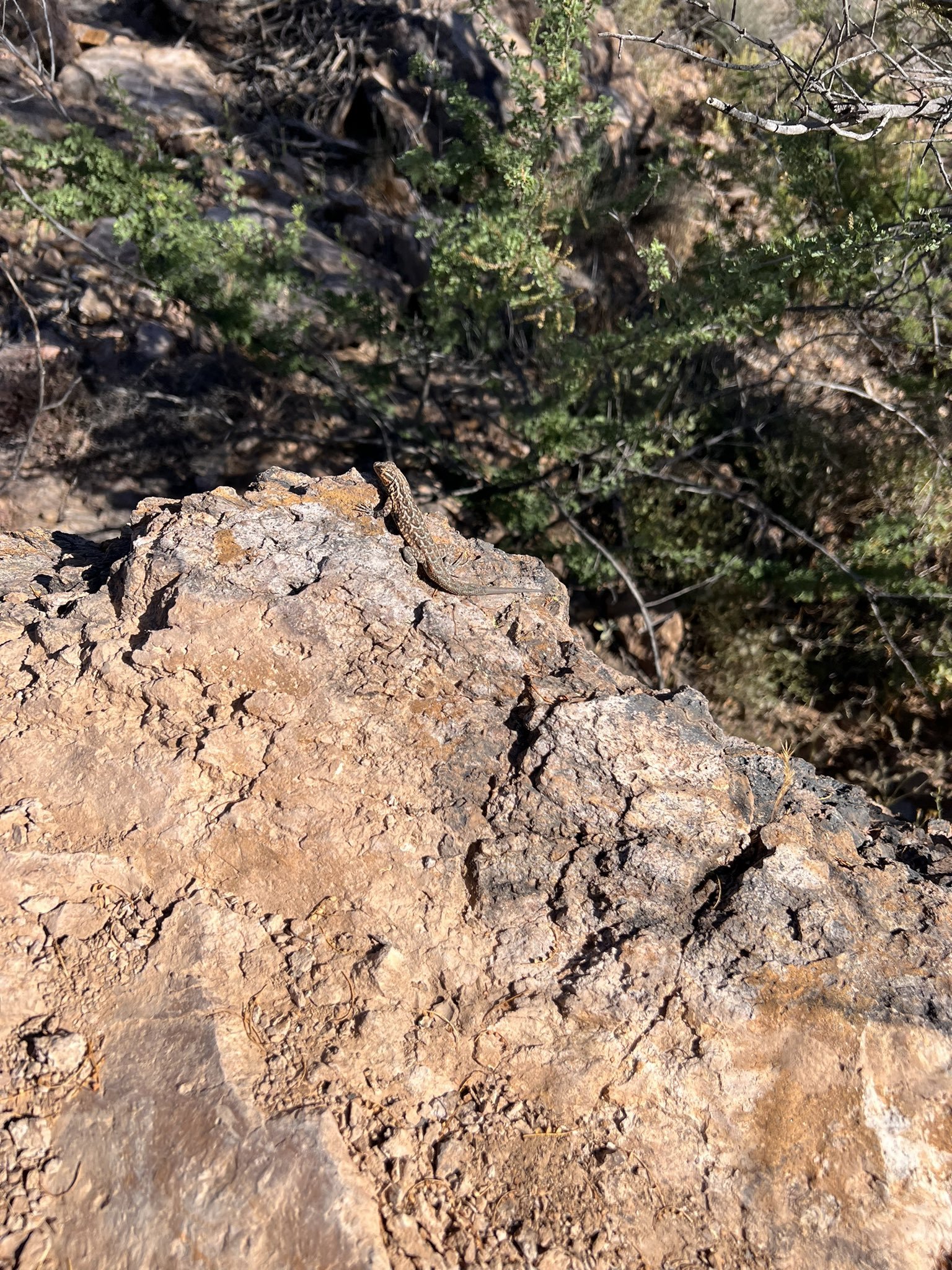 Wind Farms & The Side-Blotched Lizard