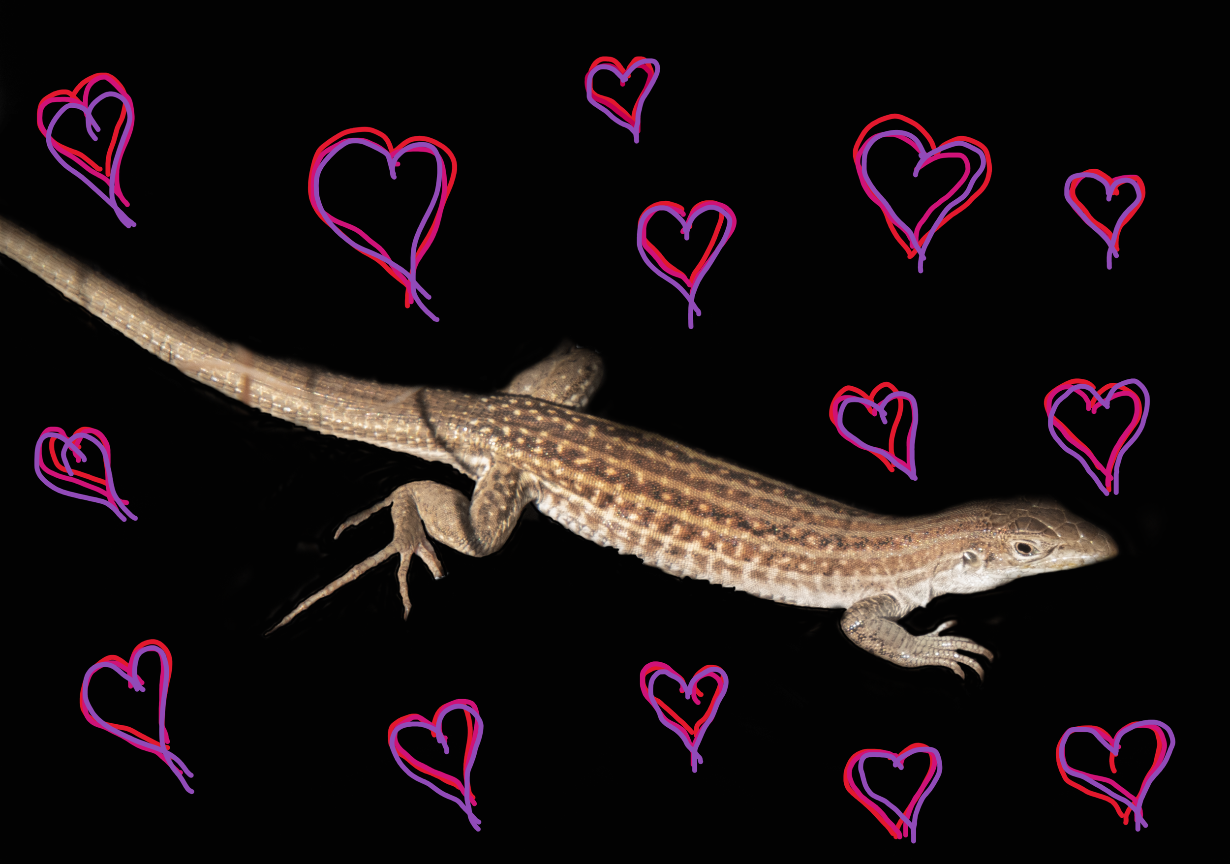 Who’s Your Valentine?