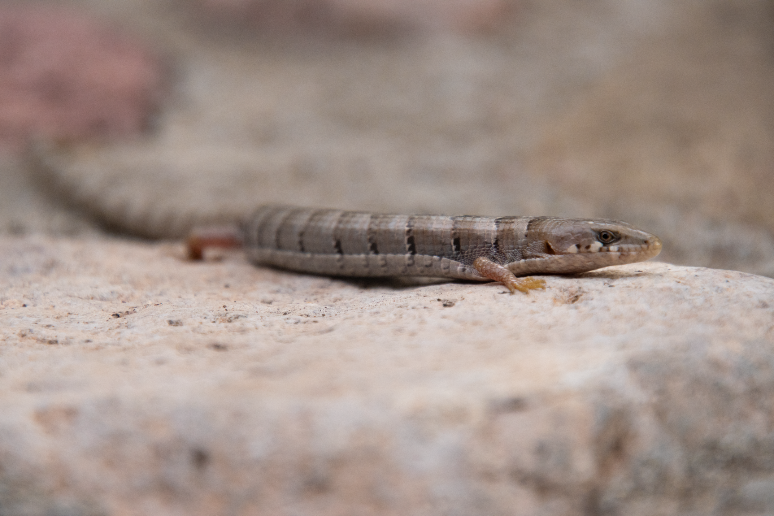 Oh, To Be a Snake. I Mean Alligator. Lizard?