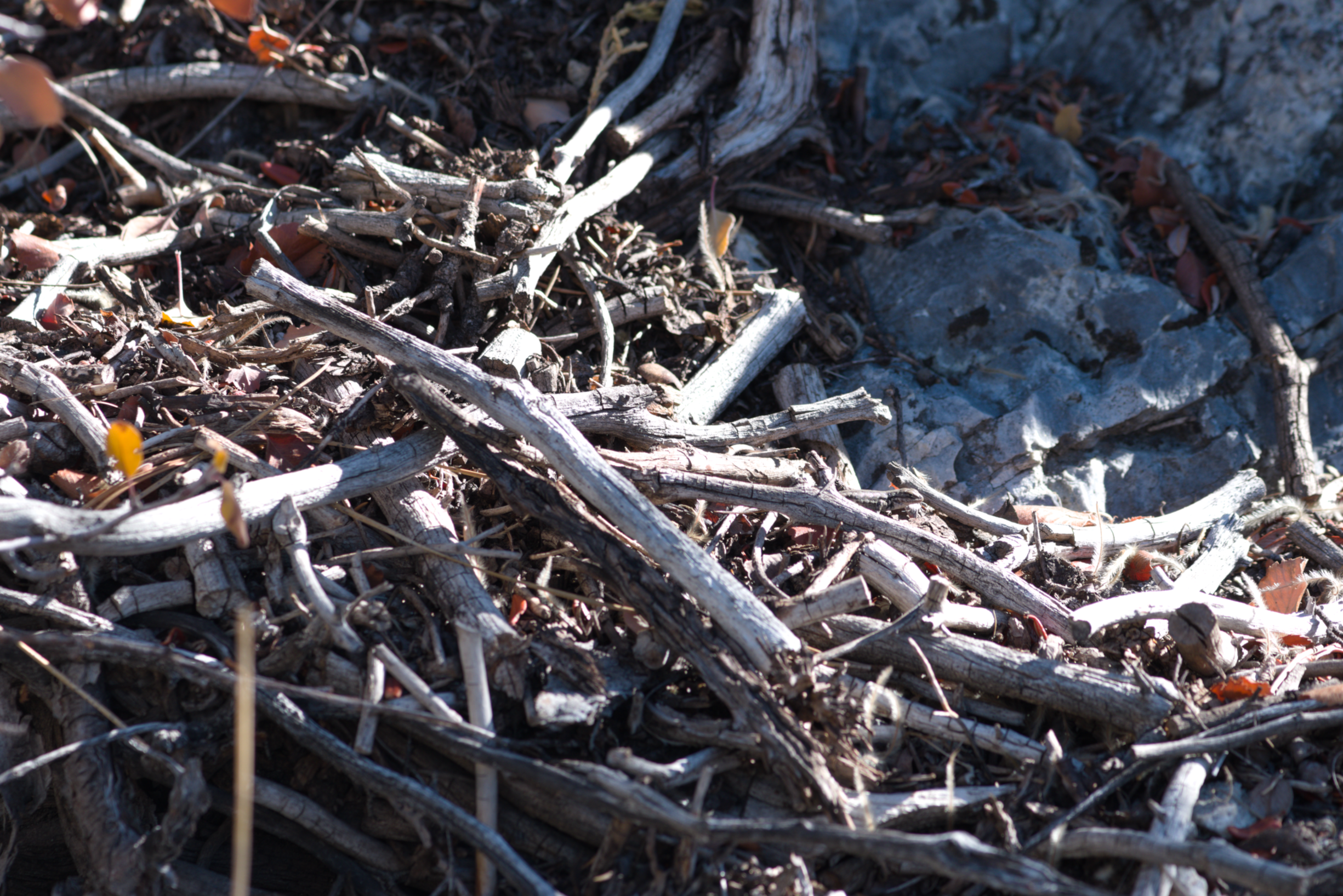 Southern Sagebrush Lizard